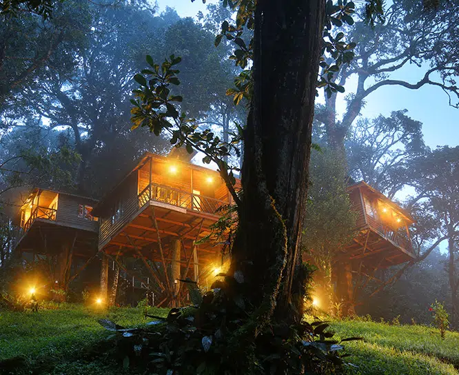 kerala_treehouse_cottage_view